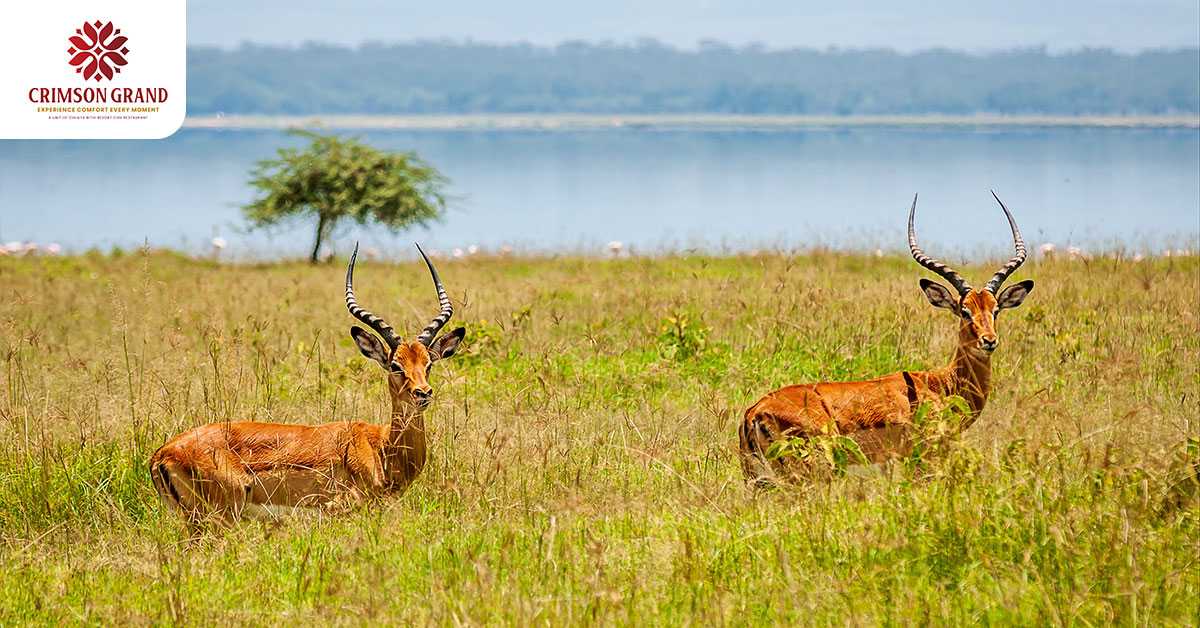 Discover North Bengal's Charm with a Stay at Crimson Grand Hotel