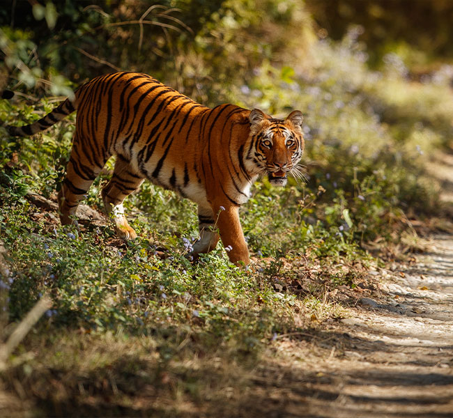 Gorumara National Park