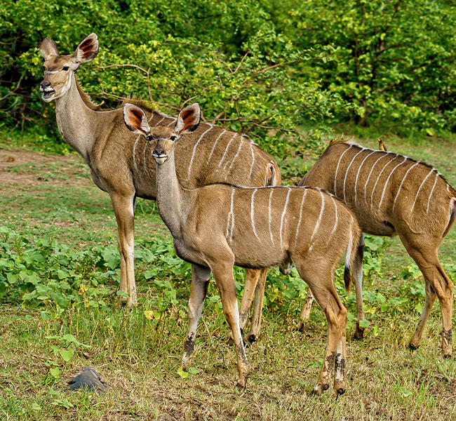 Jaldapara National Park