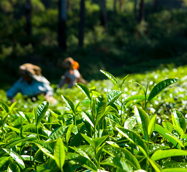 Tea Gardens of North Bengal