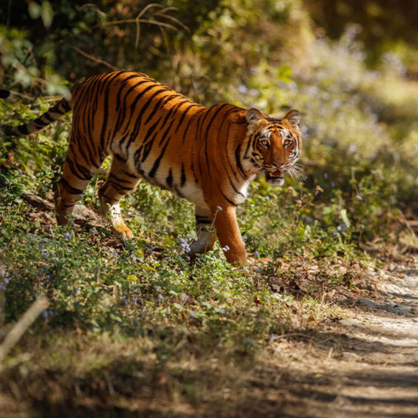 Gorumara National Park