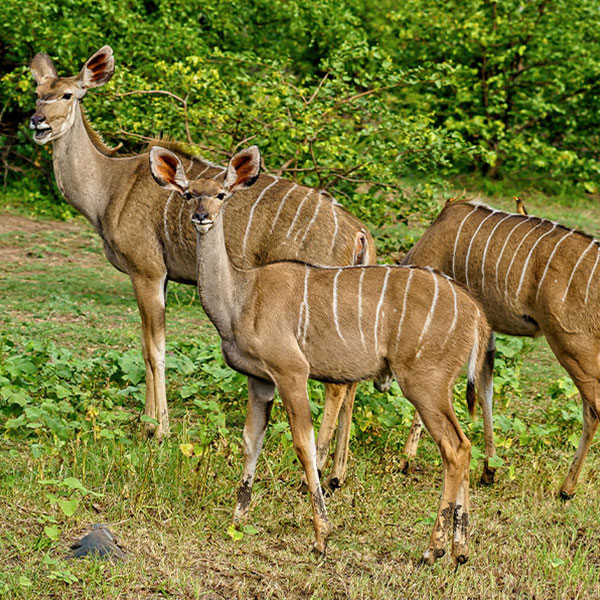 Jaldapara National Park