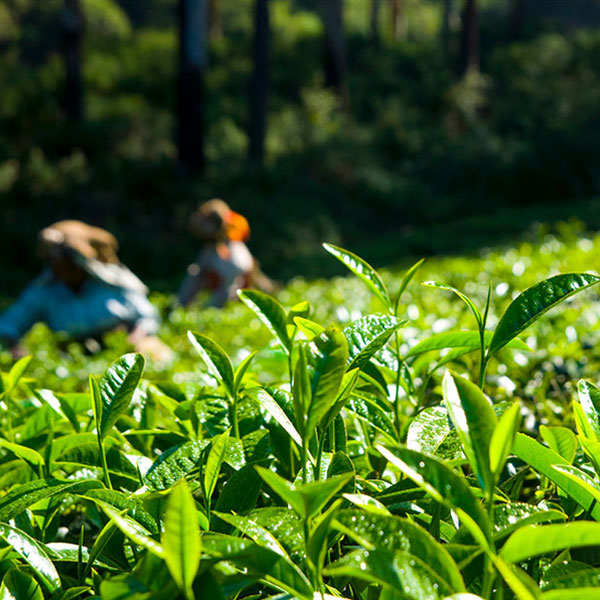 Tea Gardens of North Bengal